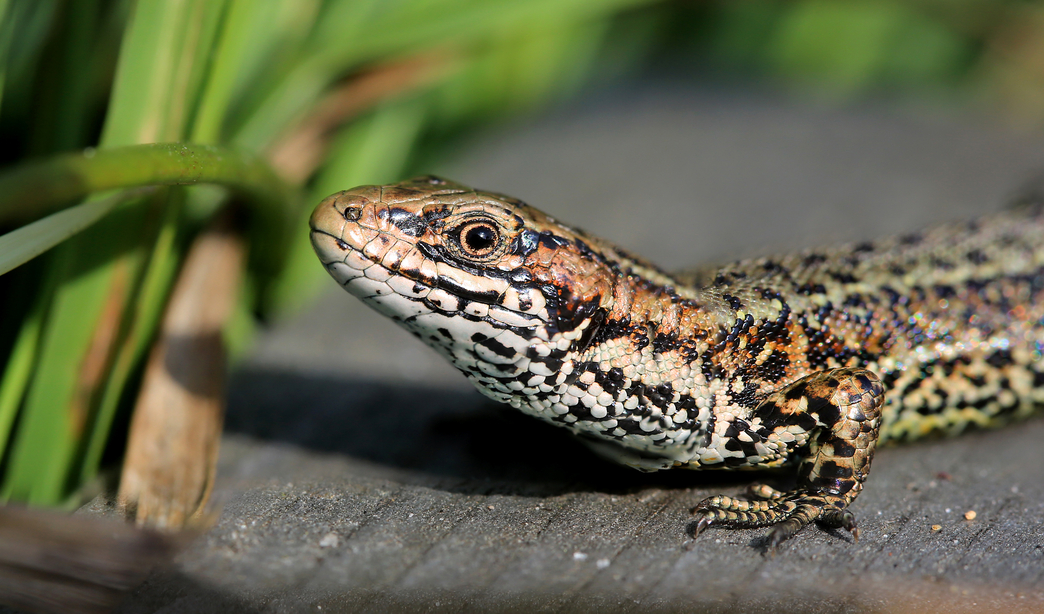 Reptiles | The Wildlife Trusts